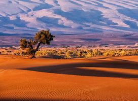 Morocco Sahara Trips