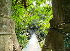 Canopy Adventure