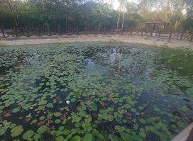 Lotus mini lake