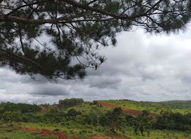 Pine Tree Plantation