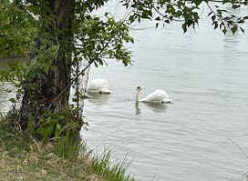 Treppelweg an der Donau