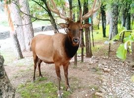 Ruidoso Valley Chamber of Commerce and Visitor Center