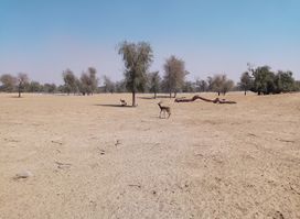 Lal Suhanra National Park