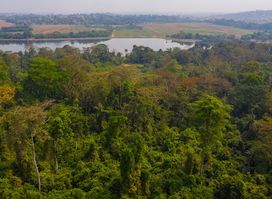 IITA Forest Center