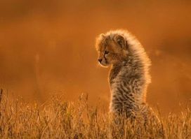 Safaris Tanzania
