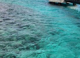 Curaçao Rif Mangrove Park