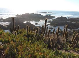 La Cruz del Surfista