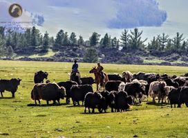 Horse Trails Mongolia