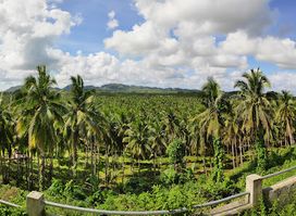 Coconut Trees View Deck
