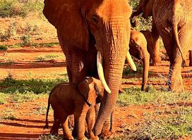 Taita Hills Wildlife Sanctuary