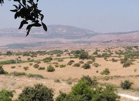 Tel Dan Nature Reserve