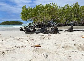 Tortuga Bay