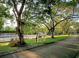 Gallop Stable @ Pasir Ris Car Park C