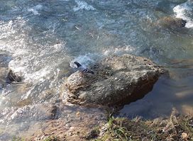 Sharri Wildlife