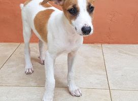 Seychelles Pet Haven Society