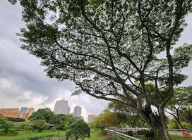 Bishan Ang Mo Kio Park 1