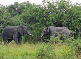 Excellent African Safaris