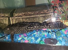 The Aquarium