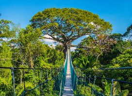Reserva Nacional Tambopata