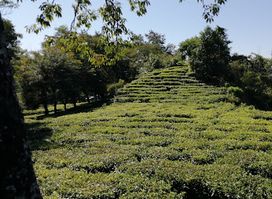 View point Menoka tee garden.