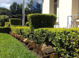 Mzumbe Garden