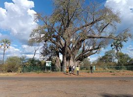 The Big Tree (Victoria Falls)