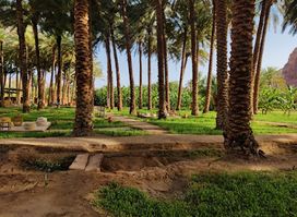 Dates Palm Swings