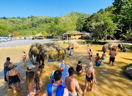 Elephant Retirement Park Phuket