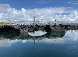Galápagos Best Option