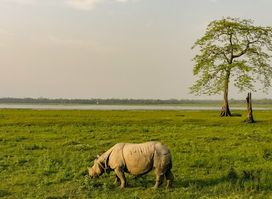 Eastern Range, Kaziranga
