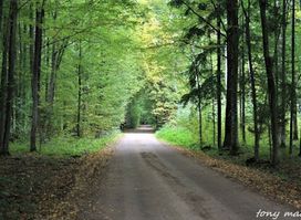 Białowieża National Park