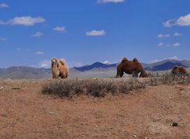 Sweet Gobi Sands