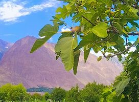 Google map Gilgit Baltistan