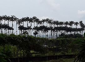 Finca Sampaka