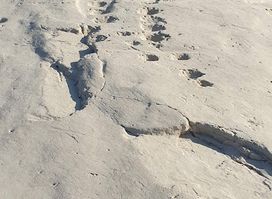 Rock Carvings