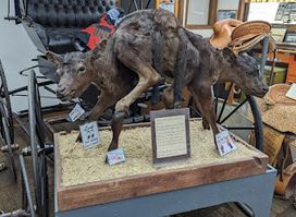 West Texas Trail Museum