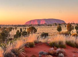 Uluru Camel Tours