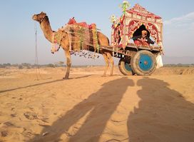 299 per person camel safari Pushkar