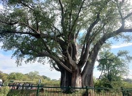 Vic Falls Bushcamps