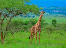 Journey Africa Wild