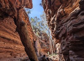 Alligator Gorge
