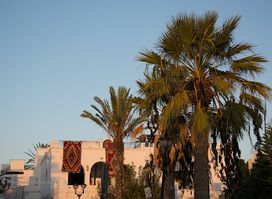 Canari Hammamet