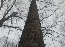 Fort Thomas Landmark Tree Trail