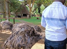 Mount Kenya Game Ranch