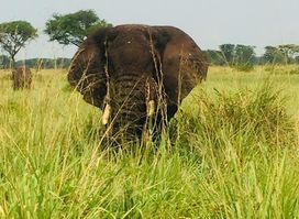 3 days murchison falls safari tours
