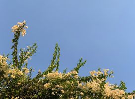 سمية
