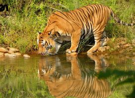 Bardiya National Park