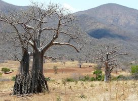 Iringa Boma