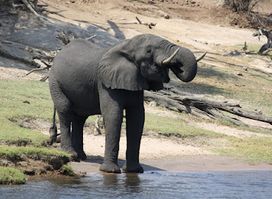 Chobe National Park Stretch Point