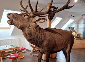 Kőhalmy Hunting Museum (Forest Pub)